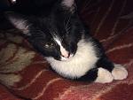     
: IMG_0214.jpg
: 10
:	136.4 
ID:	7857801