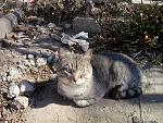     
: Котик_улица_25.jpg
: 14
:	127.7 
ID:	7877914