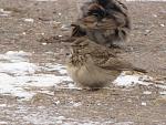     
: IMG_1741_2.jpg
: 25
:	183.5 
ID:	787906