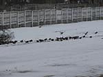     
: IMG_1732 (Large).JPG
: 18
:	85.6 
ID:	787907
