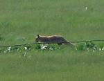    
: fox.jpg
: 33
:	65.6 
ID:	7890918