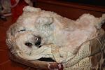     
: IMG_0559.jpg
: 13
:	97.1 
ID:	7893876