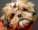    
: shih tsu by marcelorezende.jpg
: 14
:	15.9 
ID:	7895086