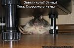     
: kotomatritsa_CY.jpg
: 15
:	46.9 
ID:	7901361