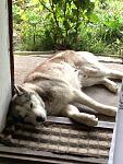     
: IMG_1017.jpg
: 25
:	138.2 
ID:	7906635