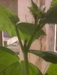     
: 25032014356.jpg
: 8
:	56.4 
ID:	7911237