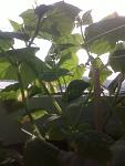     
: 25032014358.jpg
: 18
:	66.5 
ID:	7911300