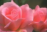     
: 1014893515_221049.jpg
: 20
:	27.1 
ID:	79234