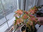    
: 2014-03-30 12.07.47.jpg
: 8
:	155.9 
ID:	7930237