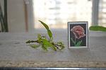     
: DSC_0104.jpg
: 9
:	75.1 
ID:	7933847