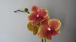     
: IMG_3061.jpg
: 10
:	57.0 
ID:	7960635