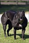     
: dog2.jpg
: 128
:	27.4 
ID:	796136
