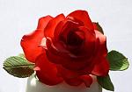     
: red rose -1ed.jpg
: 158
:	103.7 
ID:	7968767