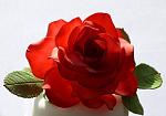     
: red rose -1ed.jpg
: 151
:	103.7 
ID:	7968767