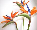     
:  2014 010.jpg
: 12
:	91.8 
ID:	7979917