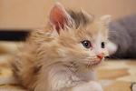     
: 9712501_326372378.jpg
: 7
:	115.2 
ID:	7987941