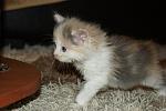     
: 9712501_326372402.jpg
: 7
:	129.5 
ID:	7987946