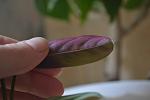     
: DSC_5192.jpg
: 5
:	43.4 
ID:	7996363