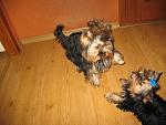     
: IMG_2483.jpg
: 67
:	127.6 
ID:	800040