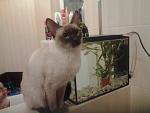    
: 20140411_223834.jpg
: 7
:	89.5 
ID:	8005439