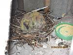     
: IMG_5155.jpg
: 8
:	208.2 
ID:	8008604