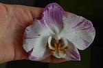     
: DSC_1967.jpg
: 8
:	79.7 
ID:	8009983