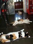     
: DSC09917.jpg
: 5
:	89.4 
ID:	8013674