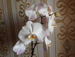     
: IMG_3144.jpg
: 5
:	125.2 
ID:	8030986