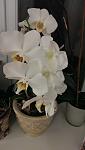     
: IMAG0186.jpg
: 7
:	45.4 
ID:	8032217