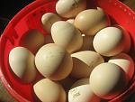     
: IMG_7191.jpg
: 17
:	80.1 
ID:	8034672