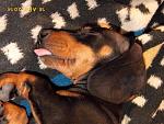     
: P1020160-1.jpg
: 9
:	210.1 
ID:	8041950