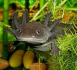     
: Ambystoma_mexicanum_3.jpg
: 106
:	51.1 
ID:	8045385