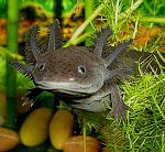     
: Ambystoma_mexicanum_3.jpg
: 91
:	51.1 
ID:	8045385