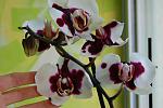     
: DSC_1979.jpg
: 6
:	88.0 
ID:	8051016