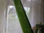     
: IMG_1250.jpg
: 41
:	177.8 
ID:	8065271