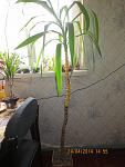     
: IMG_1252.jpg
: 64
:	93.5 
ID:	8065280