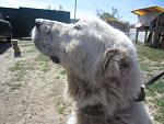     
: IMG_6321.jpg
: 30
:	159.1 
ID:	8074090