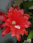     
: эпифиллиум 034.JPG
: 34
:	175.0 
ID:	8079957