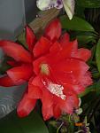     
: эпифиллиум 035.JPG
: 31
:	176.3 
ID:	8079958