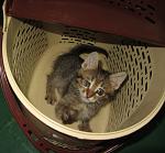     
: IMG_7923.jpg
: 11
:	106.0 
ID:	8096939