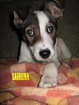     
: attachment2.php.jpg
: 21
:	56.0 
ID:	8097255