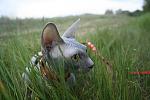     
: IMG_4554.jpg
: 10
:	99.6 
ID:	8098974