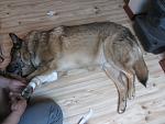     
: IMG_7961.jpg
: 3
:	122.0 
ID:	8100522