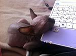     
: IMG_1434.jpg
: 9
:	97.4 
ID:	8101148