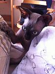     
: IMG_1936.jpg
: 8
:	86.2 
ID:	8101154