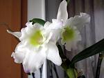     
: IMG_2446.JPG
: 25
:	58.2 
ID:	8110457