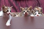     
: DSC_1444.jpg
: 8
:	46.5 
ID:	8117288