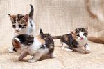     
: DSC_1533.jpg
: 5
:	59.7 
ID:	8117360