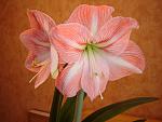     
: DSC01725.jpg
: 8
:	101.2 
ID:	8118993