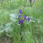     
: IMG_2674.jpg
: 20
:	253.6 
ID:	8120929